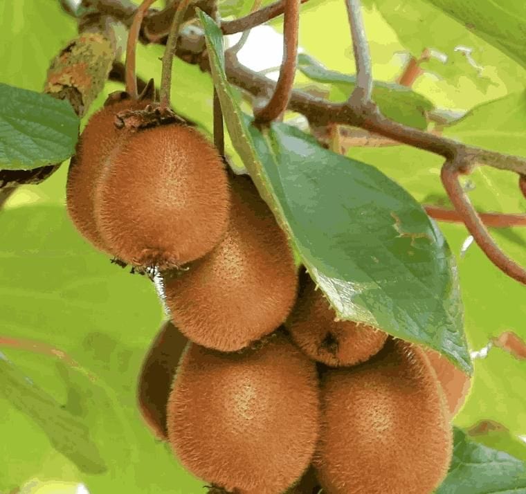 Kiwi Fruit Seeds